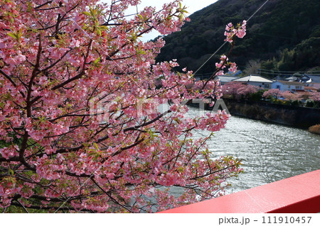 Kawazu Zakura, Sakura, along the Kawazu river in Kawazu town on the Izu peninsula in Shizuoka Japan. These are the earliest blooming sakura, cherry blossoms, in Japan 111910457