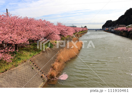 Kawazu Zakura, Sakura, along the Kawazu river in Kawazu town on the Izu peninsula in Shizuoka Japan. These are the earliest blooming sakura, cherry blossoms, in Japan 111910461
