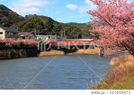 Kawazu Zakura, Sakura, along the Kawazu river in Kawazu town on the Izu peninsula in Shizuoka Japan. These are the earliest blooming sakura, cherry blossoms, in Japan 111910471