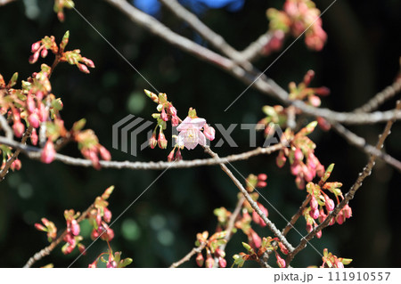松山城の河津桜 111910557