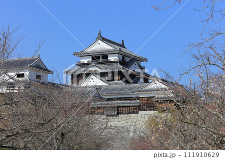 松山城本丸広場の梅と本壇の大天守、小天守。 松山城本丸広場の梅と本壇の大天守、小天守。 111910629