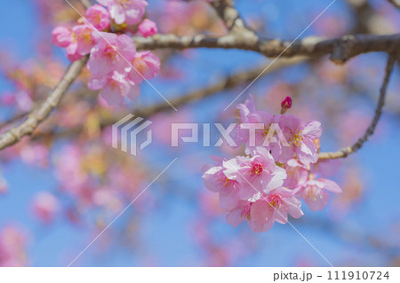 青空を背景にした河津桜 クローズアップ素材 111910724