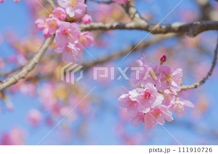 青空を背景にした河津桜 クローズアップ素材 111910726
