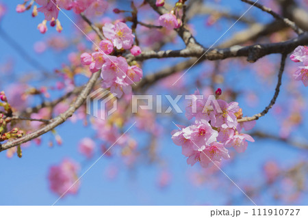 青空を背景にした河津桜 クローズアップ素材 青空を背景にした河津桜 クローズアップ素材 111910727