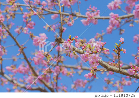 青空を背景にした河津桜 クローズアップ素材 111910728