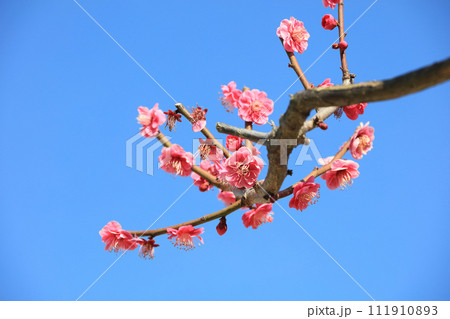 松山城本丸広場の紅梅 松山城本丸広場の紅梅 111910893