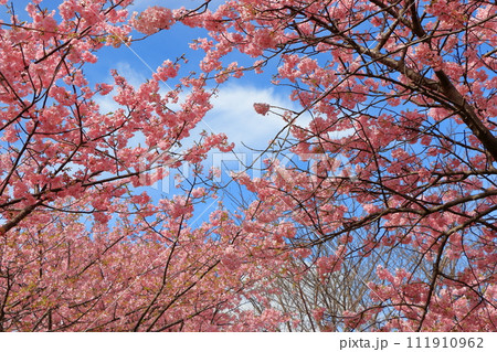 Kawazu Zakura, Sakura, Cherry Blossoms, in Kawazu on the Izu pennisula in Shizuoka Japan. These are the earliest blooming sakura in Japan, and have a nice pink color 111910962