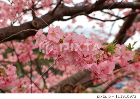 Kawazu Zakura, Sakura, Cherry Blossoms, in Kawazu on the Izu pennisula in Shizuoka Japan. These are the earliest blooming sakura in Japan, and have a nice pink color 111910972