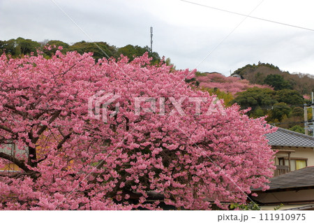 Kawazu Zakura, Sakura, Cherry Blossoms, in Kawazu on the Izu pennisula in Shizuoka Japan. These are the earliest blooming sakura in Japan, and have a nice pink color 111910975