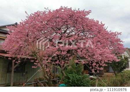 Kawazu Zakura, Sakura, Cherry Blossoms, in Kawazu on the Izu pennisula in Shizuoka Japan. These are the earliest blooming sakura in Japan, and have a nice pink color 111910976