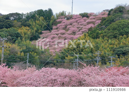 Kawazu Zakura, Sakura, Cherry Blossoms, in Kawazu on the Izu pennisula in Shizuoka Japan. These are the earliest blooming sakura in Japan, and have a nice pink color 111910986