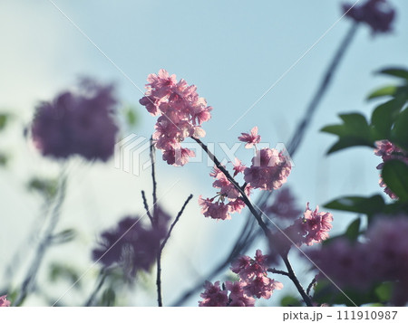 春の訪れを告げる沖縄の桜 111910987