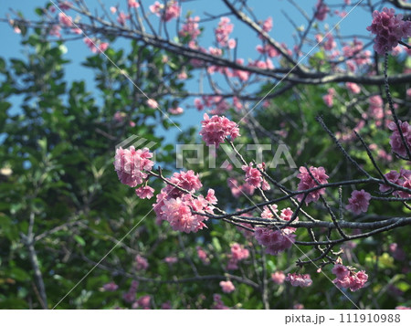 春の訪れを告げる沖縄の桜 111910988