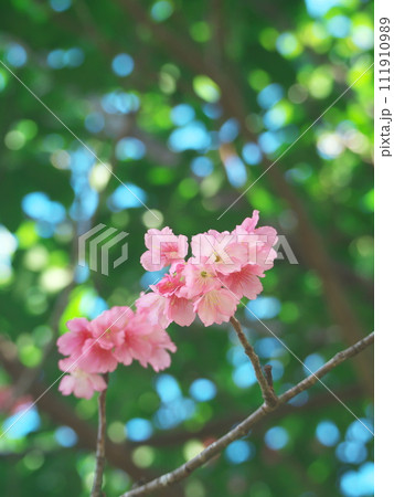 春の訪れを告げる沖縄の桜 111910989