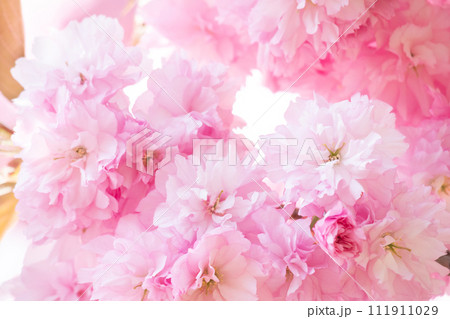 ふんわりした満開の八重桜 111911029