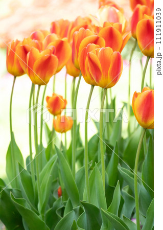 オレンジ色のチューリップ オックスフォードエリート オレンジ色のチューリップ オックスフォードエリート 111911039