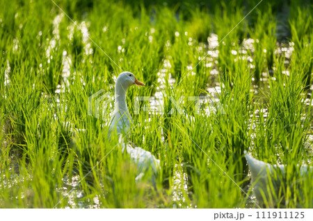 White ducks on swamp to feed  green grass at sunset 111911125