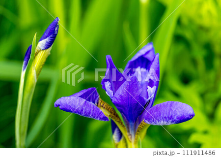早朝に開花し始める菖蒲の花～春の彩り～ 111911486