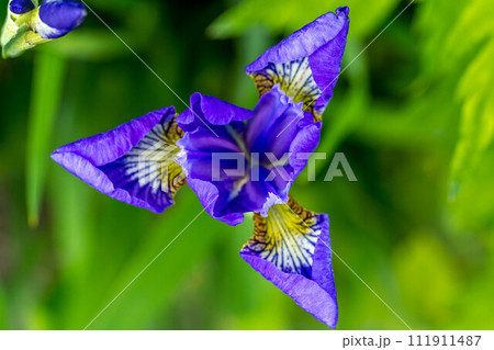 早朝に開花し始める菖蒲の花～春の彩り～ 111911487
