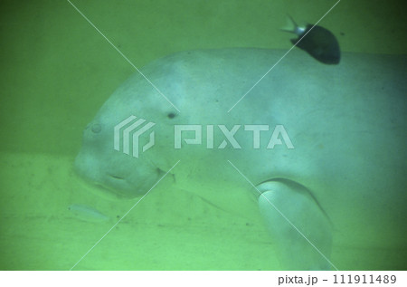 ジュゴン 111911489