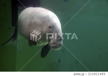 ジュゴン 111911493