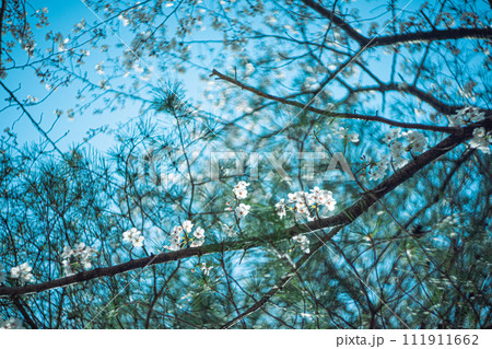 ソメイヨシノ 111911662