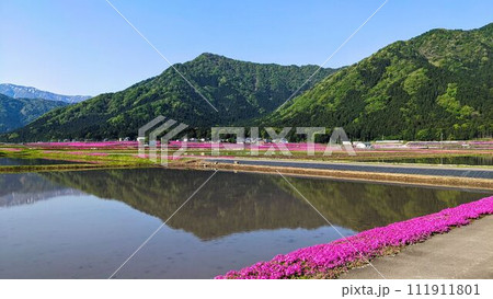 福井県大野市で見る水田の田んぼに広がるピンクの芝桜の田園風景 福井県大野市で見る水田の田んぼに広がるピンクの芝桜の田園風景 111911801
