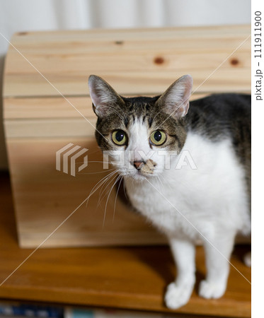 見つめる猫　キジトラ猫 111911900