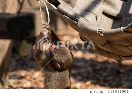 遊ぶニホンザルの子供 111911901