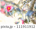 暖かな陽光のもとに咲く椿 111911912