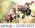 暖かな陽光のもとに咲く椿 111911915