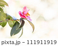 暖かな陽光のもとに咲く椿 111911919