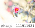 暖かな陽光のもとに咲く椿 111911921