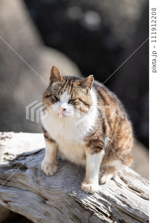 見つめる猫 見つめる猫 111912208