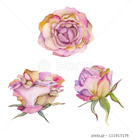 Hand drawn watercolor illustration shabby boho botanical flowers leaves. Dusty English tea rose, withered head bud, pink cream. Single object isolated on white background. Design wedding, love cards 111913176