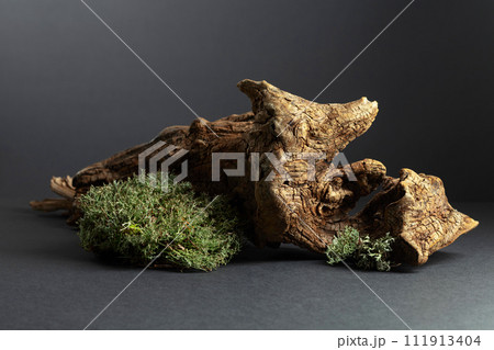 Abstract north nature scene with a composition of lichen, moss, and old snags. Abstract north nature scene with a composition of lichen, moss, and old snags. 111913404
