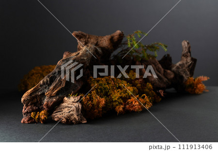 Abstract north nature scene with a composition of lichen, moss, and old snags. Abstract north nature scene with a composition of lichen, moss, and old snags. 111913406