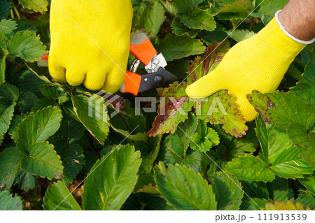 Farmer in yellow glove tears off diseased leaves on a strawberry bush in the garden. 111913539