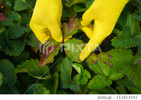 Strawberry leaf spot - fungal disease caused by Mycosphaerella fragariae 111913541