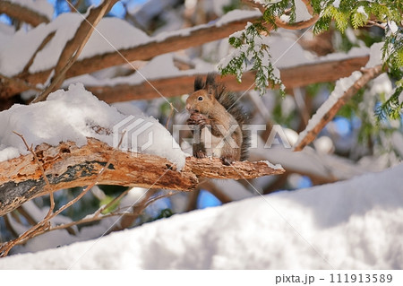 エゾリス 111913589