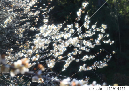 白い梅の花 白い梅の花 111914451