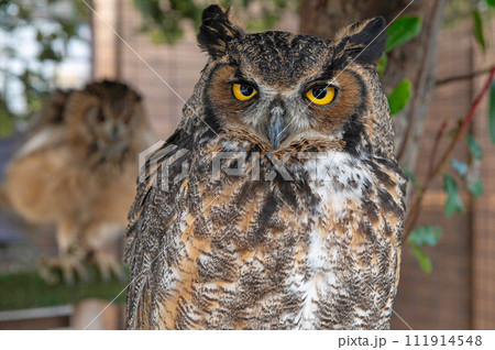 アメリカワシミミズク アメリカワシミミズク 111914548