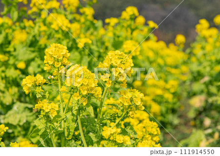 道の駅原鶴前の菜の花畑 111914550