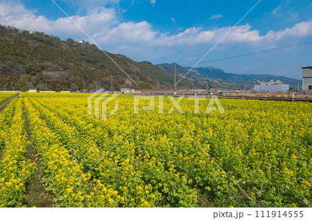 道の駅原鶴前の菜の花畑 道の駅原鶴前の菜の花畑 111914555