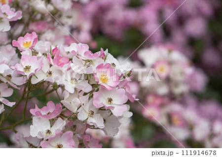 埼玉県【滝ノ入ローズガーデン】白とピンクが混じるバレリーナ 111914678