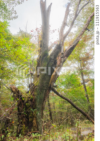 朽ちた木【小浅間山・登山道】 111915563