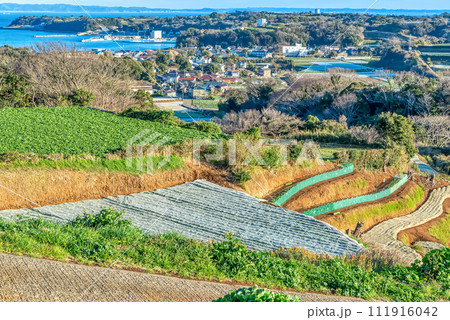 神奈川県三浦半島の風景 神奈川県三浦半島の風景 111916042