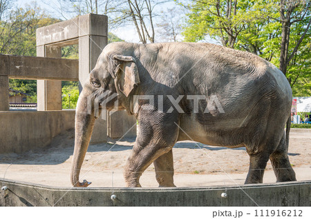 動物園のゾウ 111916212