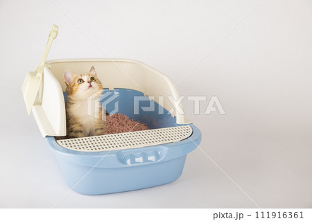 The cat's hygiene and care are in focus as it occupies a litter box in isolation. The cat tray on a clean white background serves as the designated toilet for this feline. The cat's hygiene and care are in focus as it occupies a litter box in isolation. The cat tray on a clean white background serves as the designated toilet for this feline. 111916361