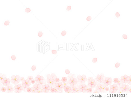 桜の花 111916534